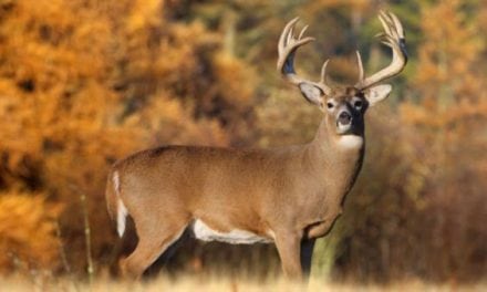 2017 Wisconsin Deer Season Harvest Down Slightly Though Buck Harvest Increases