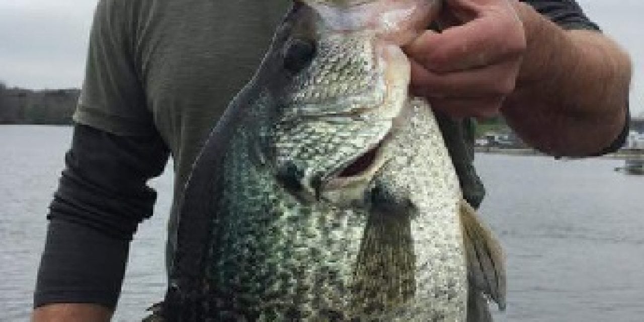 4 Pound 8 Ounce Record Crappie Landed On Kinkaid Lake