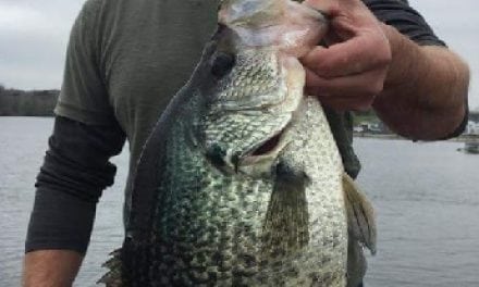4 Pound 8 Ounce Record Crappie Landed On Kinkaid Lake