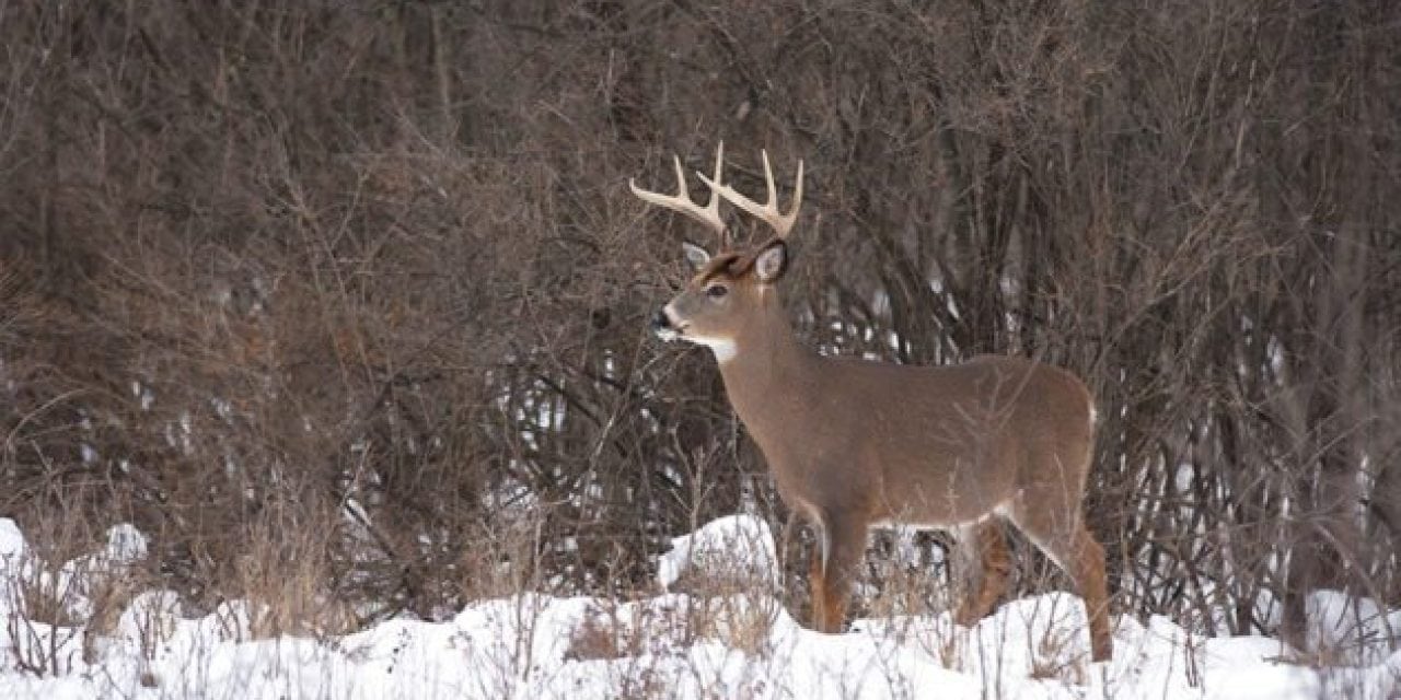6 Successful Hunting Tactics for Whitetails in December