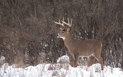 6 Successful Hunting Tactics for Whitetails in December
