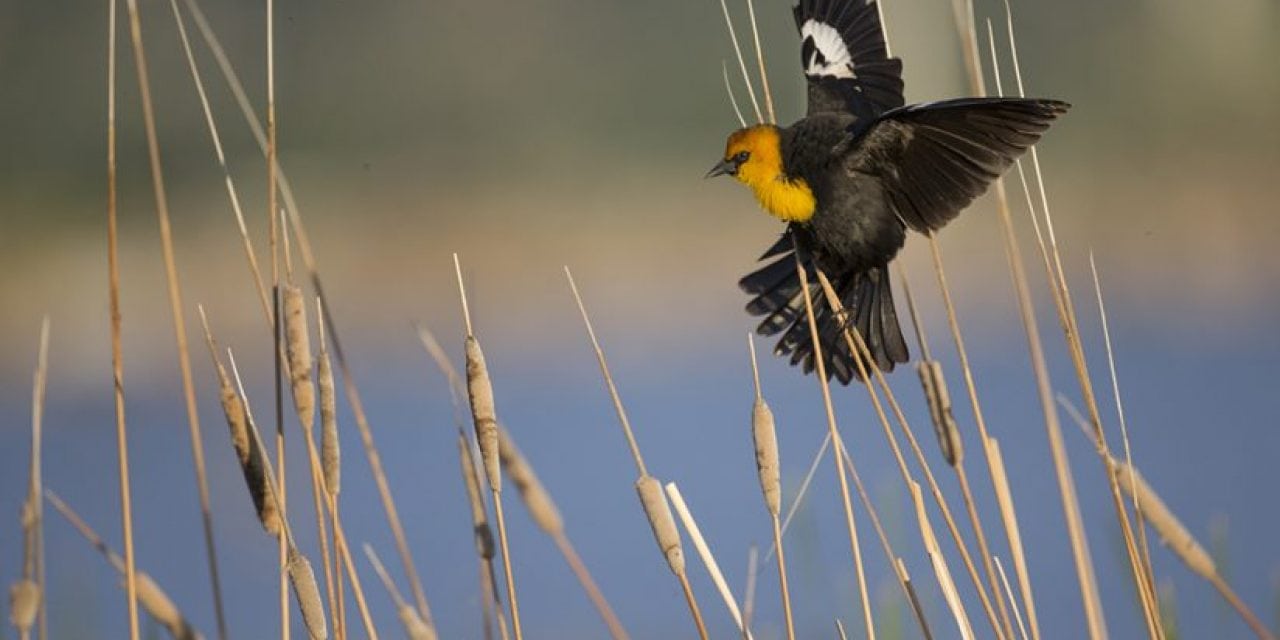 6 Wildlife Photography Locations To Explore