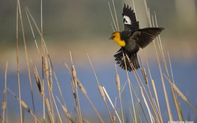 6 Wildlife Photography Locations To Explore