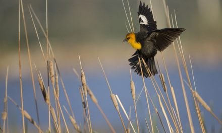 6 Wildlife Photography Locations To Explore