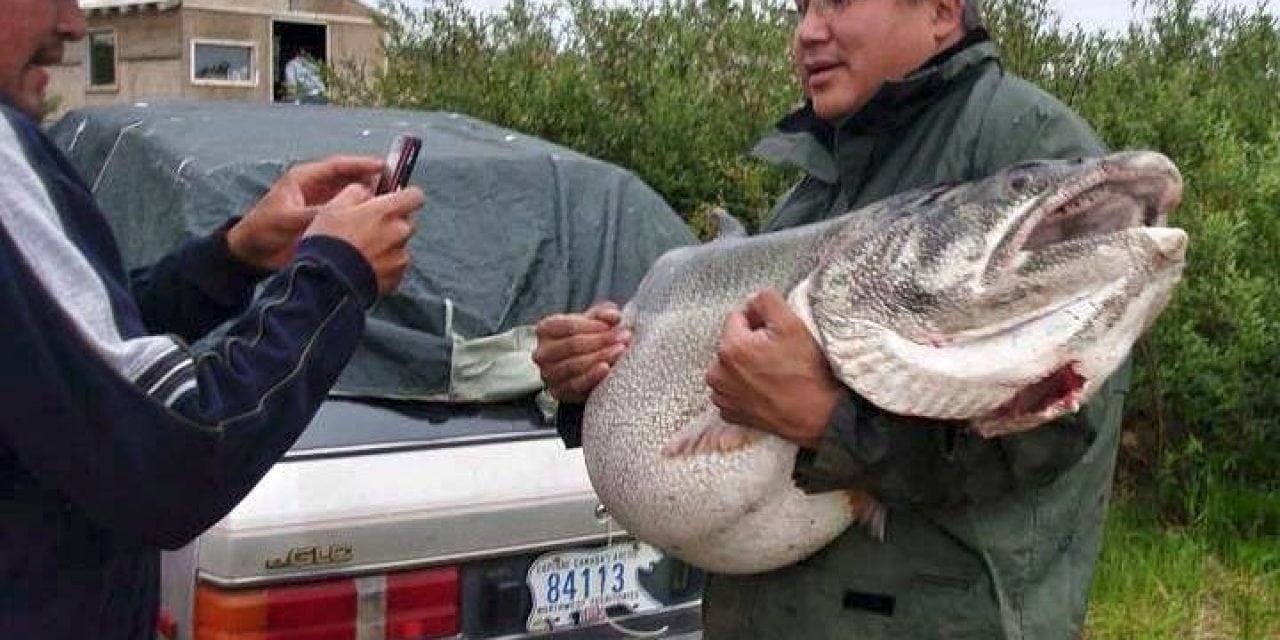 83 lb lake trout may have been a world record if it was not caught in a gill net