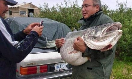 83 lb lake trout may have been a world record if it was not caught in a gill net