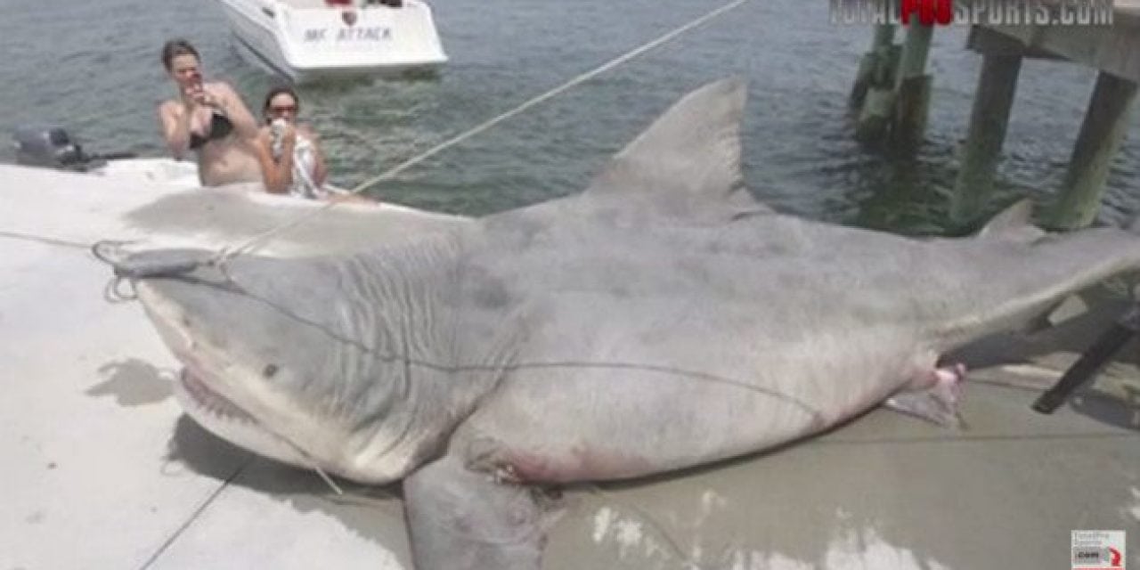 9 of the Biggest Sharks Ever Caught