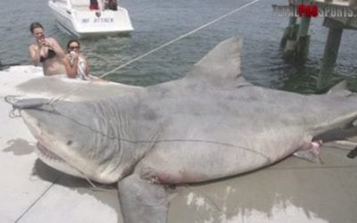9 of the Biggest Sharks Ever Caught