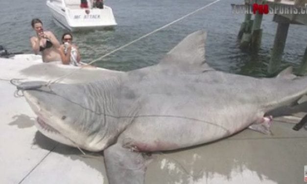 9 of the Biggest Sharks Ever Caught