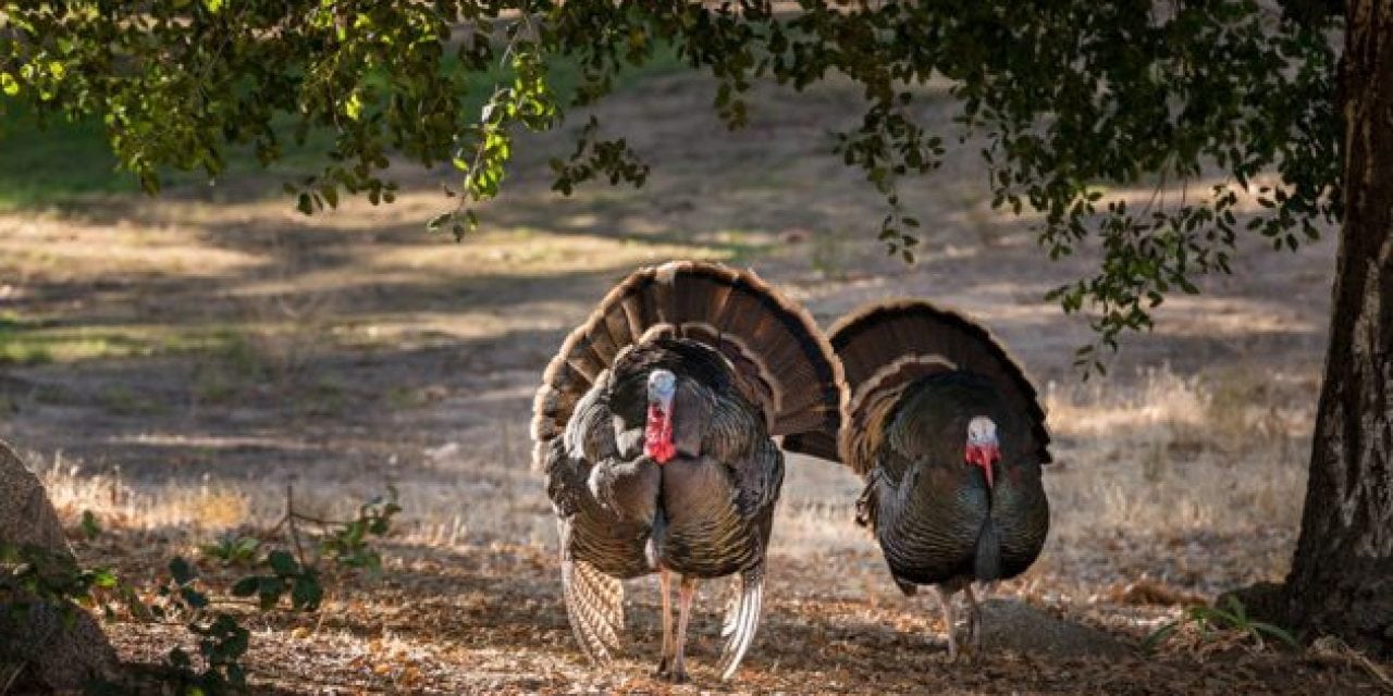 9 Turkey Hunts That You Gotta See