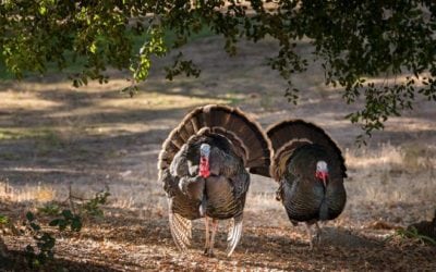9 Turkey Hunts That You Gotta See