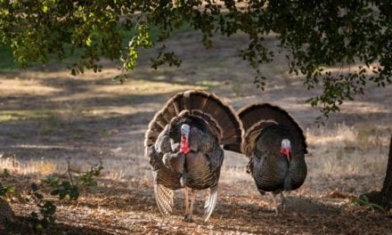 9 Turkey Hunts That You Gotta See