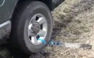 A Genius Hack for All Hunters That Could Save You Some Day