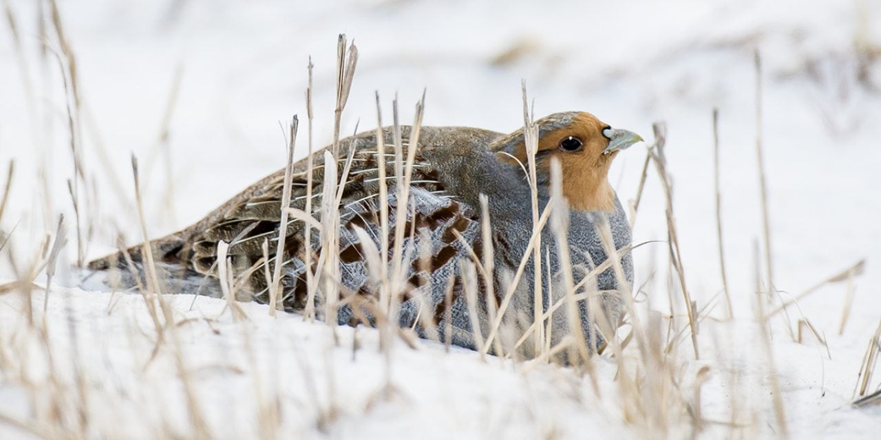 A partridge for the holidays