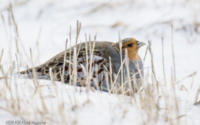 A partridge for the holidays