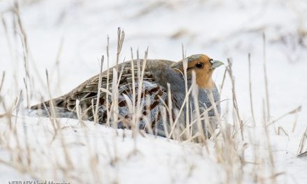 A partridge for the holidays