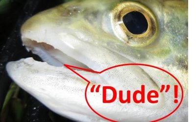 And Now Our Fish Are Stoned!