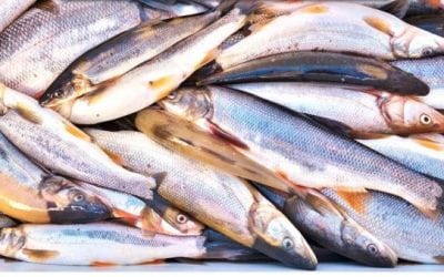 Angler Banks $84,000 for Catching 10,000 Pikeminnow