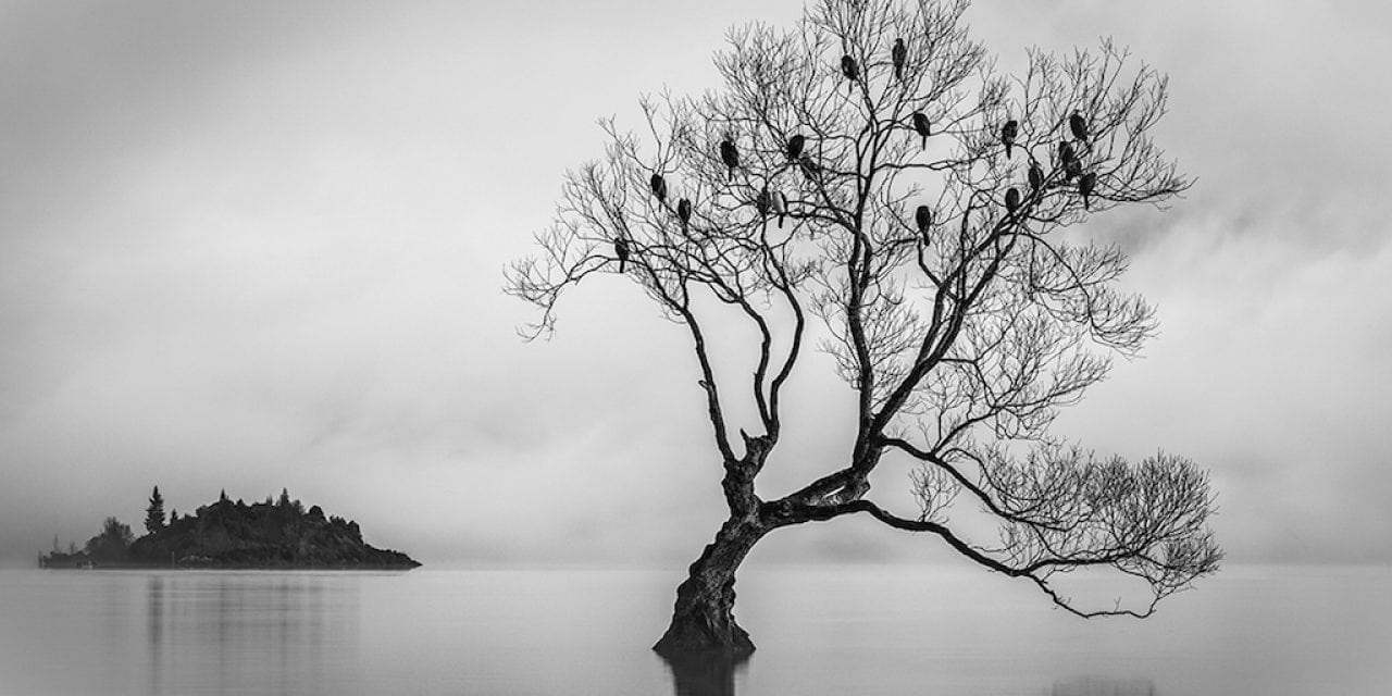 Behind The Shot: Birds Of Lake Wanaka