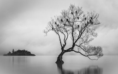 Behind The Shot: Birds Of Lake Wanaka