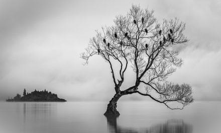 Behind The Shot: Birds Of Lake Wanaka