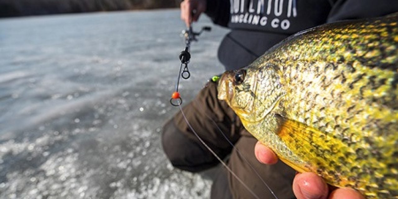 Black Ice Makes Fish Anxious