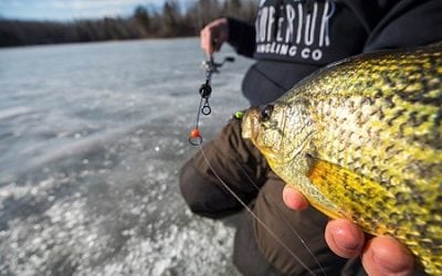 Black Ice Makes Fish Anxious