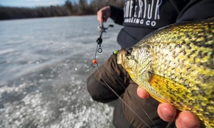 Black Ice Makes Fish Anxious