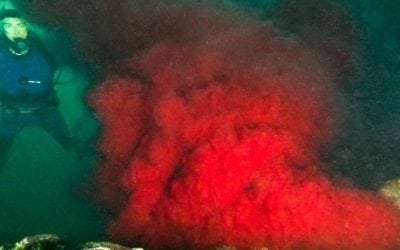 Blood discharge spewing into B.C. ocean infecting salmon