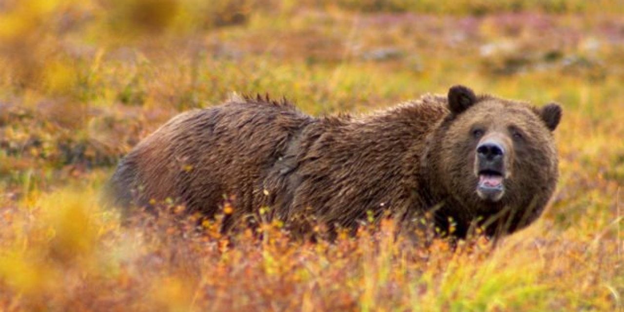 British Columbia Bows to Animal Rights Groups in Ban on Grizzly Bear Hunting