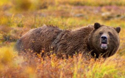 British Columbia Bows to Animal Rights Groups in Ban on Grizzly Bear Hunting
