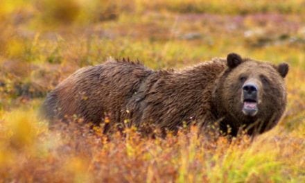 British Columbia Bows to Animal Rights Groups in Ban on Grizzly Bear Hunting