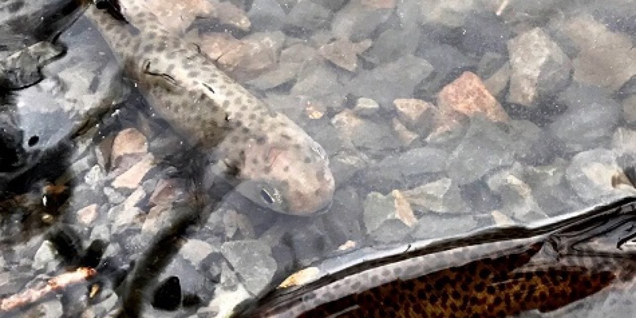 Coho Return to Oregon’s Grande Ronde