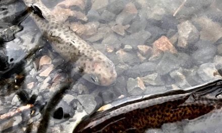 Coho Return to Oregon’s Grande Ronde