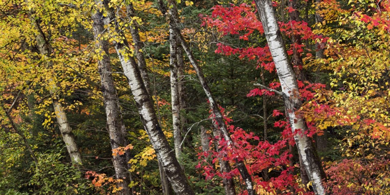 Colors Of The White Mountains