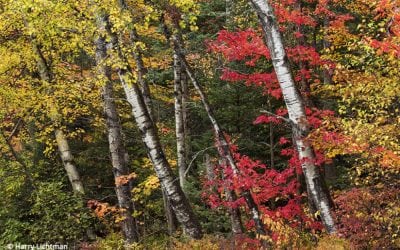 Colors Of The White Mountains