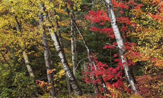 Colors Of The White Mountains