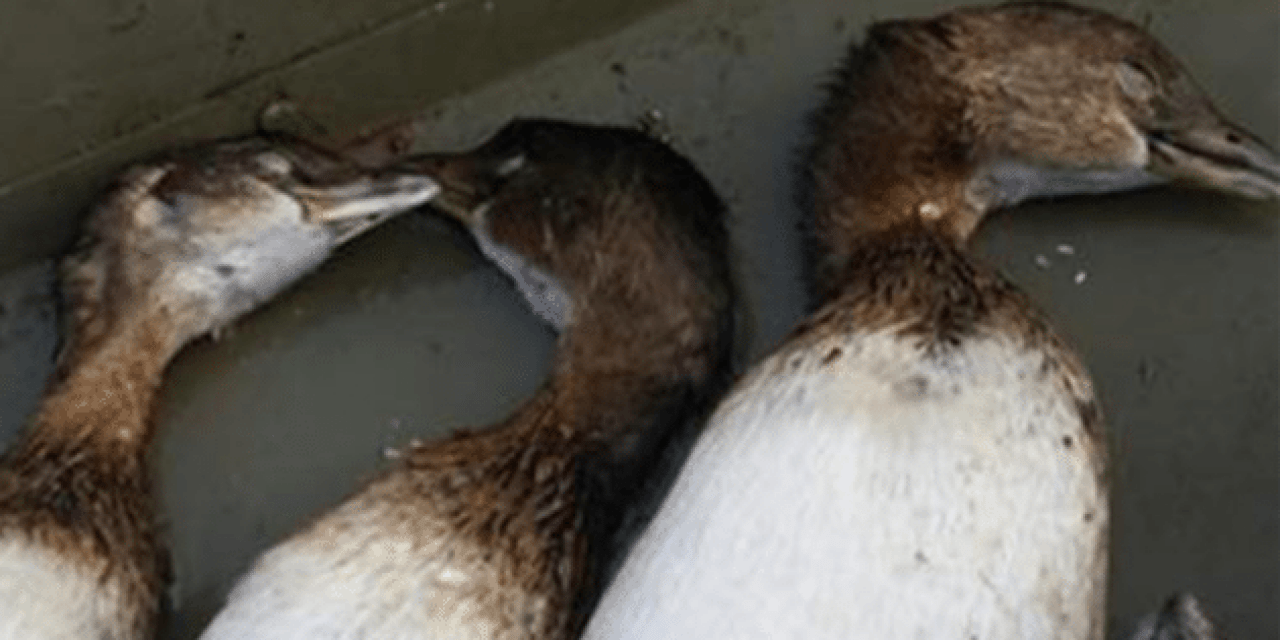 Duck Hunter Gets Hilariously Trolled After Posting Grebes to Facebook