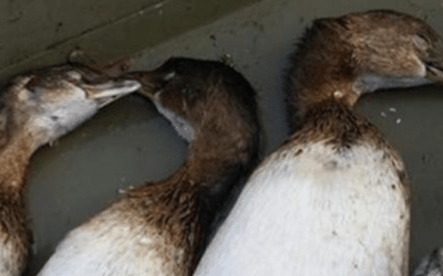 Duck Hunter Gets Hilariously Trolled After Posting Grebes to Facebook