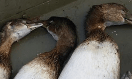 Duck Hunter Gets Hilariously Trolled After Posting Grebes to Facebook