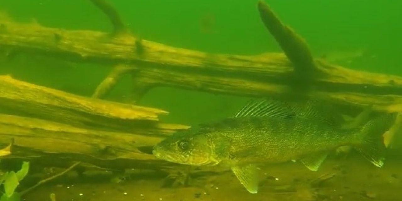 Engbretson Underwater Photography-Secret Life of Walleyes