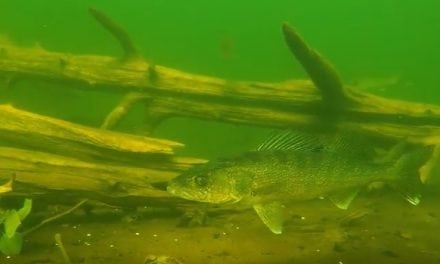 Engbretson Underwater Photography-Secret Life of Walleyes