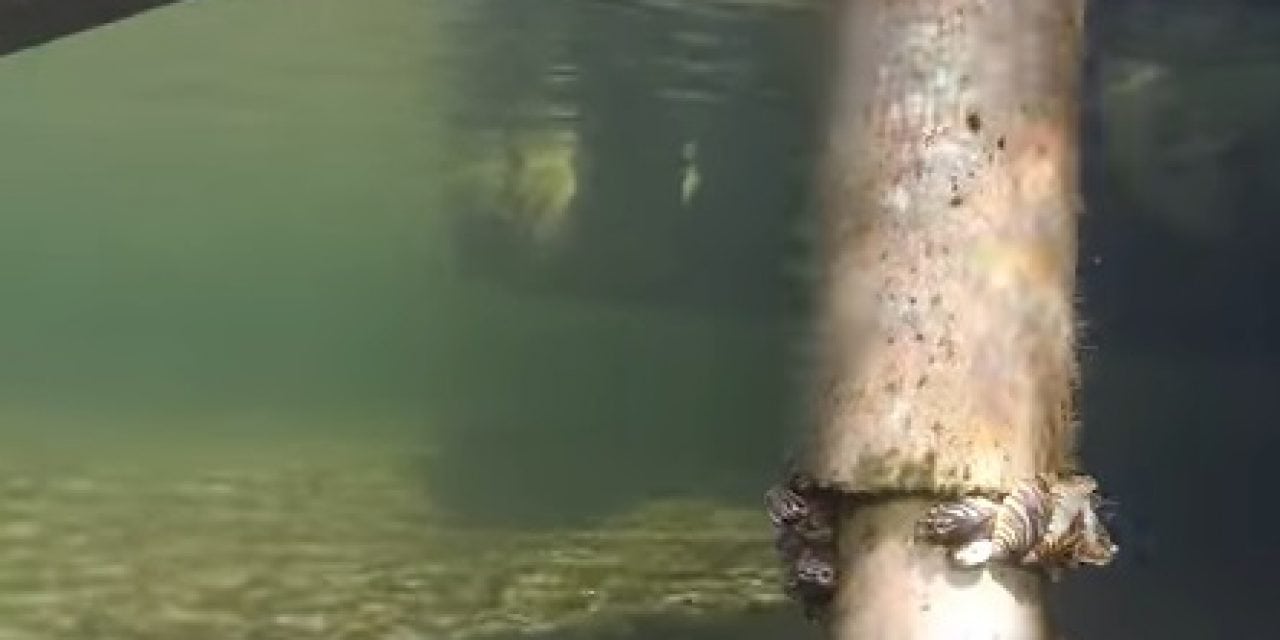 Engbretson Underwater Photography – Where to Look on Your Boat Dock for Zebra Mussels (Video)