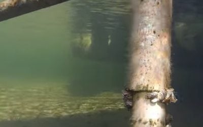 Engbretson Underwater Photography – Where to Look on Your Boat Dock for Zebra Mussels (Video)