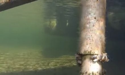 Engbretson Underwater Photography – Where to Look on Your Boat Dock for Zebra Mussels (Video)