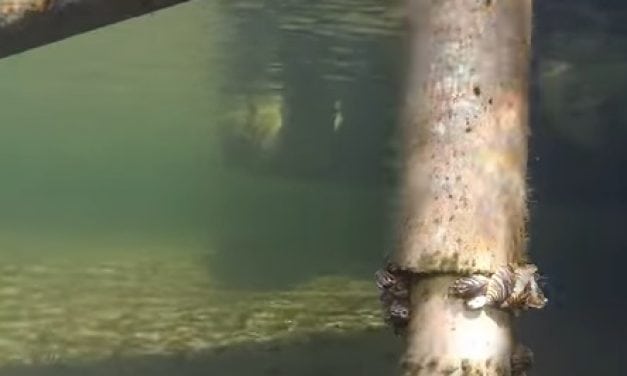 Engbretson Underwater Photography – Where to Look on Your Boat Dock for Zebra Mussels (Video)
