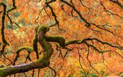 Fall Color Assignment Winner Michael Warwick