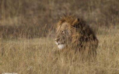 Five Guides For Becoming A More Thoughtful Wildlife Photographer