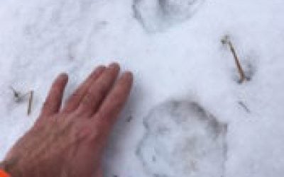 Going Public: Staying Positive Out in National Forests