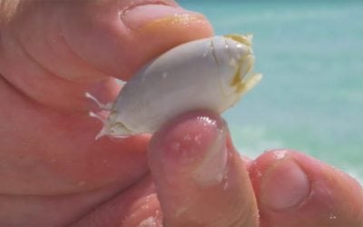 Have You Ever Considered Eating Sand Fleas?